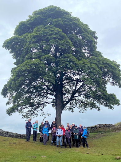 tree